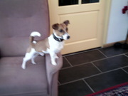 honden foto van Richard nuijten