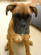 honden foto van sarah