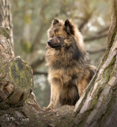 honden foto van Xena_Pomeranian