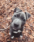 honden foto van Danique