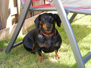 honden foto van Maggie