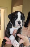 honden foto van Danny Bottelier