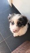honden foto honden foto van lisa