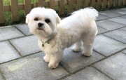 honden foto van Bobbie