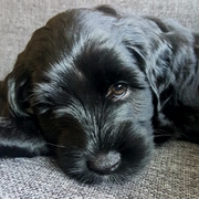 honden foto van Saskia en Enzo