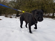 honden foto van Joan'Jacqueline