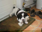 honden foto van Irma