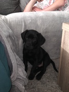 honden foto van stephanie baasje van buddy