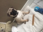 honden foto van Irene