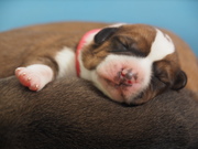 honden foto van Maria 