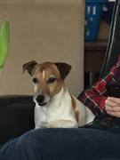 honden foto van Petra