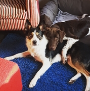 honden foto van Maartje 