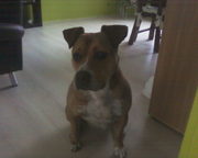 honden foto van Ursula