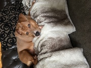 honden foto van Nayra