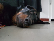 honden foto van Andre