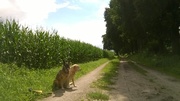 honden foto van Annette