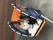 honden foto van marleen vallaeys