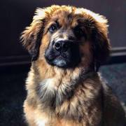 honden foto honden foto van Simon