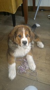 honden foto van Patricia