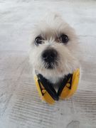 honden foto van Ashley