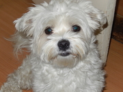 honden foto van Clabak