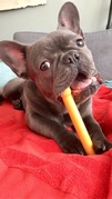 honden foto van Dino the blue Frenchie