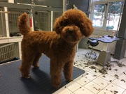 honden foto van Larissa Nieuwenhuizen