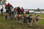 honden foto van eric dekkers