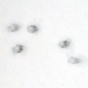 honden foto van Ronja