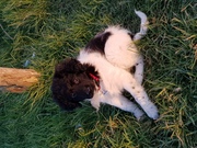 honden foto honden foto van Jelulu