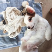 honden foto van Sara