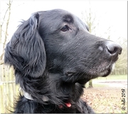 honden foto van Jo Bé