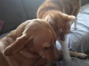 honden foto van Sanne86
