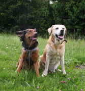 honden foto honden foto van Jan