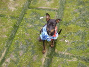 honden foto van hannah de vleeschouwer