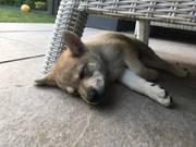 honden foto van Loes