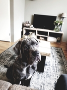 honden foto van Jessica