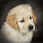 honden foto van sandra