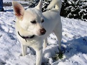 honden foto van Karin