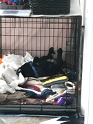 honden foto van JanMarjon