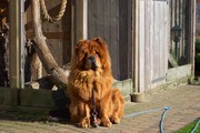 honden foto van mariejose schilders