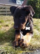 honden foto van Maartje