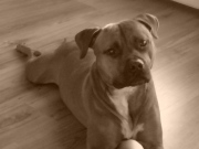 honden foto van miriam