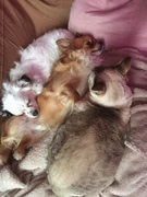 honden foto van Joke