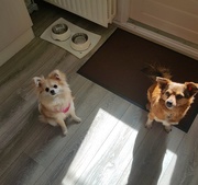honden foto honden foto van Desi