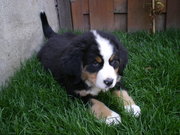 honden foto van Corina Booy