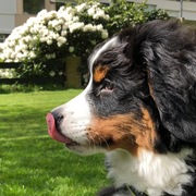 honden foto honden foto van Iris Dokter