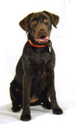 honden foto van lizzy