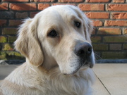 honden foto van A.Rombouts