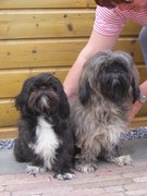 honden foto van danielle